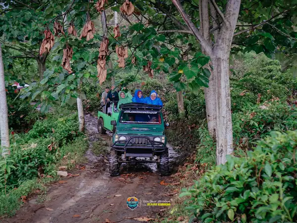 Hutan Pinus Kemuning